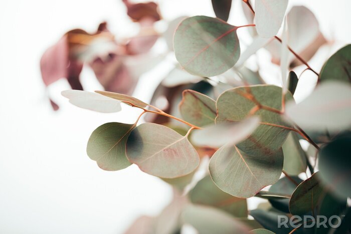 Tableau  selective focus of green eucalyptus leaves isolated on white