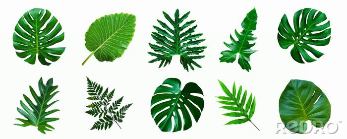 Tableau  set of green monstera palm and tropical plant leaf isolated on white background for design elements, Flat lay