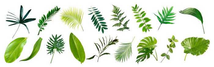 Tableau  set of green monstera palm banana and tropical plant leaf on white background for design elements, Flat layd.clipping path