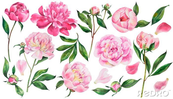 Tableau  Set of pink peonies, watercolor flowers on an isolated white background, watercolor peony illustration, botanical painting, stock illustration.