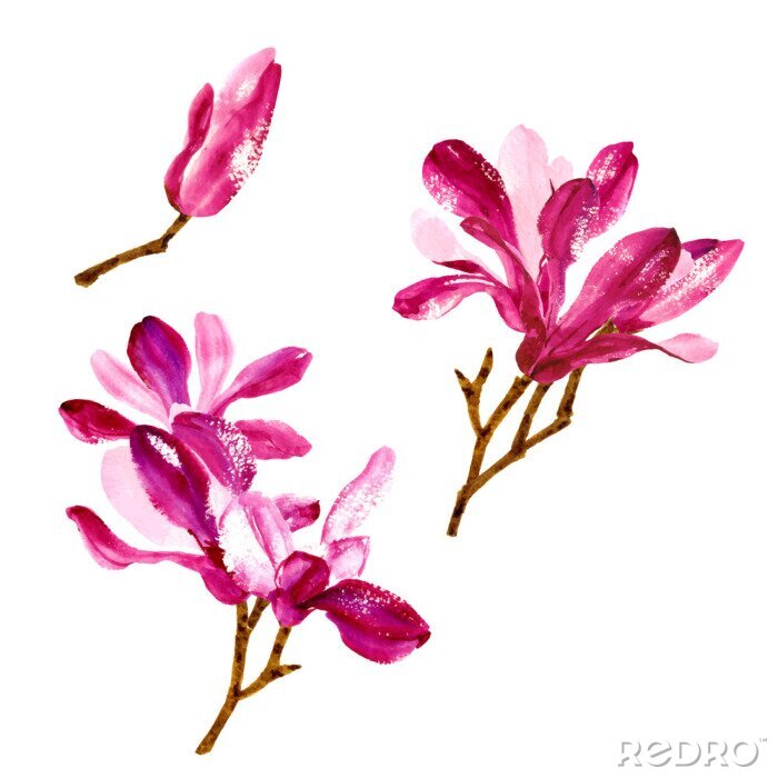 Tableau  Set of red watercolor magnolia flowers