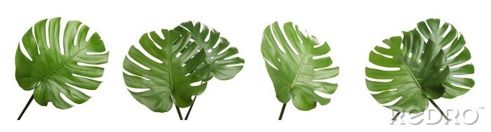 Tableau  Set with tropical Monstera leaves on white background. Banner design