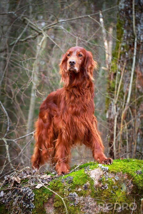 Tableau  Setter roux debout dans la forêt