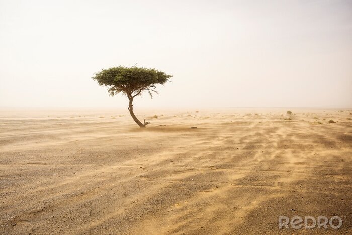 Tableau  Seul arbre au milieu du désert du Sahara avec tempête de sable
