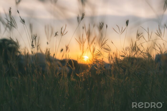 Tableau  Silhouette d'herbes des prairies