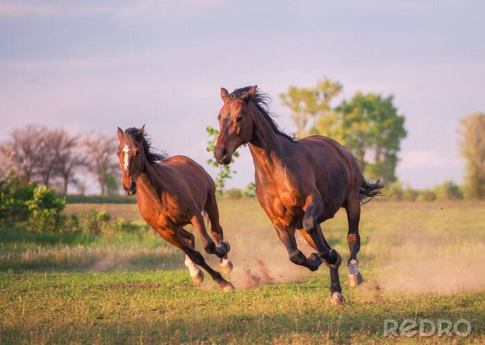 Tableau  Silhouettes de chevaux de course