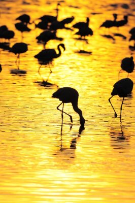 Silhouettes de flamands noirs
