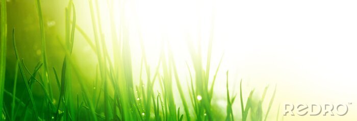 Tableau  soft green grass background