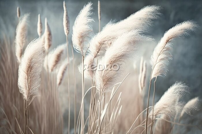 Tableau  soft vegetation on an abstracted natural background Selloan cortaderia Pampas grass with a boho style background of dry reeds. wintertime fluffy long grass stems. Generative AI