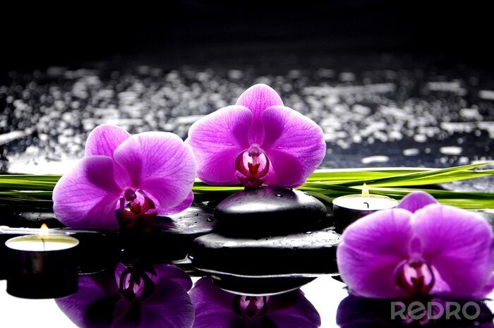 Tableau  Spa encore la vie avec l'ensemble de l'orchidée rose et pierres réflexion