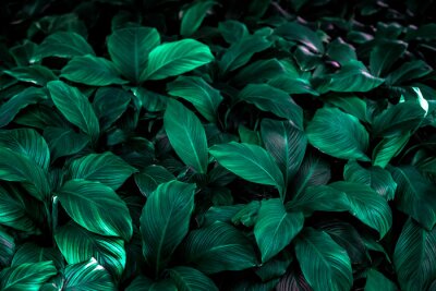 Tableau  Spathiphyllum cannifolium leaf concept, dark green abstract texture, natural background, tropical leaves in Asia and Thailand