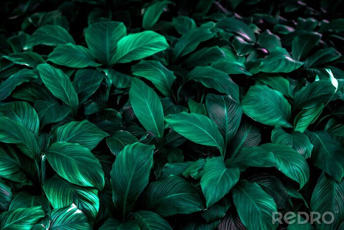 Tableau  Spathiphyllum cannifolium leaf concept, dark green abstract texture, natural background, tropical leaves in Asia and Thailand