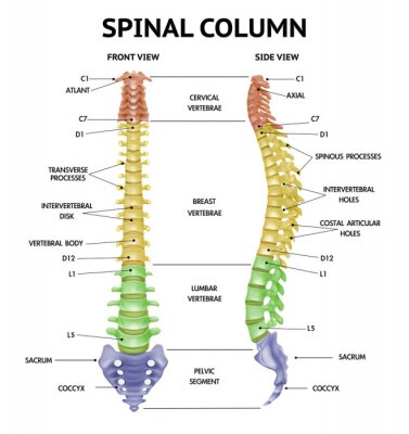 Tableau  Spine Anatomy Realistic Chart 