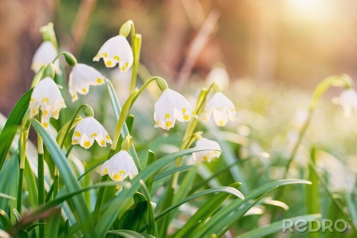 Tableau  Spring flowers in the shining sunlight , Leucojum vernum, called spring snowflake