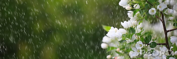 Tableau  spring flowers rain drops, abstract blurred background flowers fresh rain