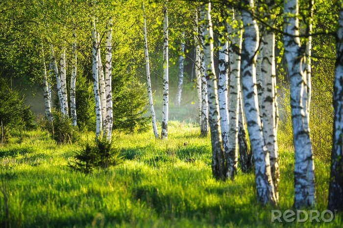 Tableau  Spring green foliage