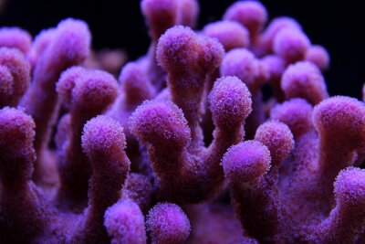 Tableau  Sps coral in marine aquarium