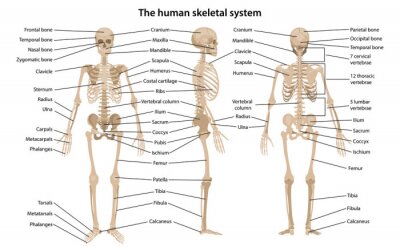 Tableau  Squelette humain vu sous différents angles