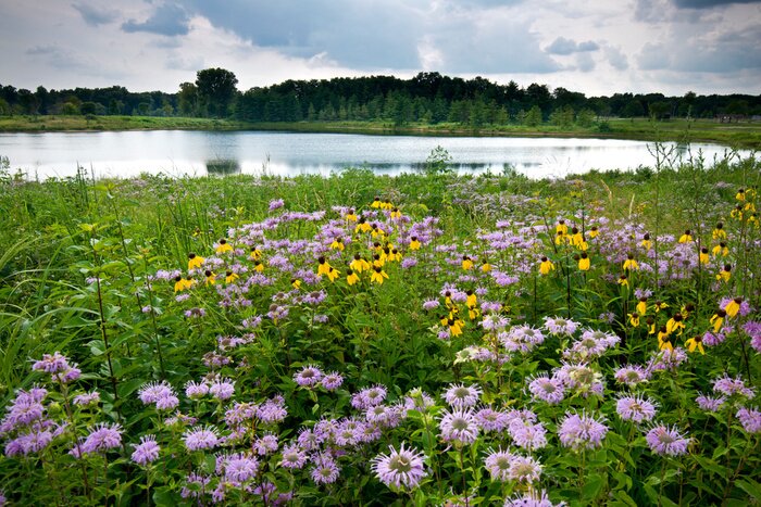 Tableau  Storm clouds move along the horizon over summer wildflowers and a small pond.