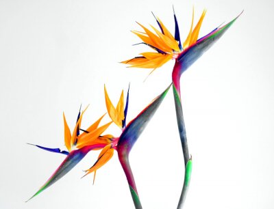 Tableau  Strelitzia oiseau de paradis en fleur