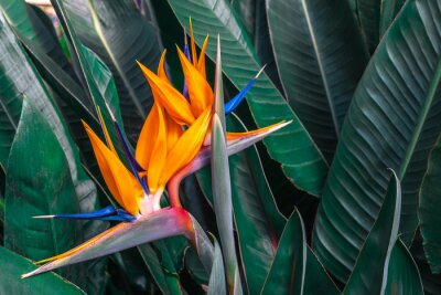 Tableau  Strelitzia tropical en fleur sur fond de feuilles vertes