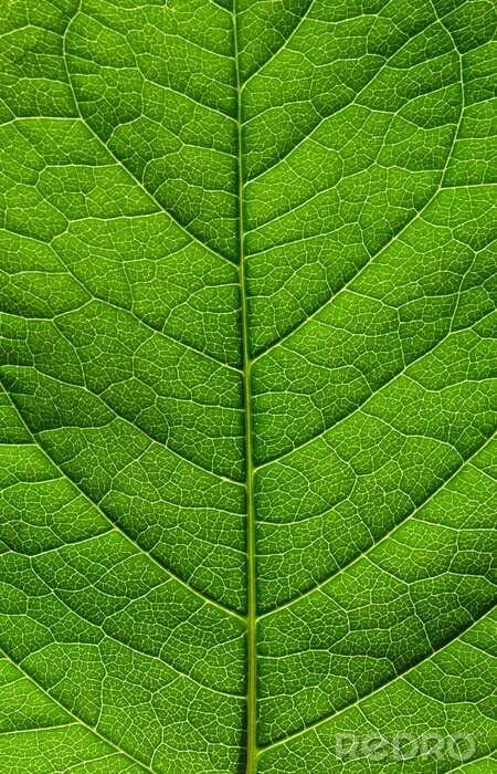 Tableau  Structure d'une feuille verte