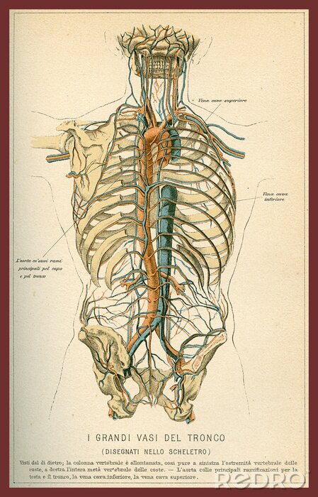Tableau  Structure du corps humain vintage