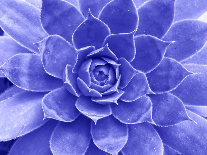 Tableau  Succulente violette