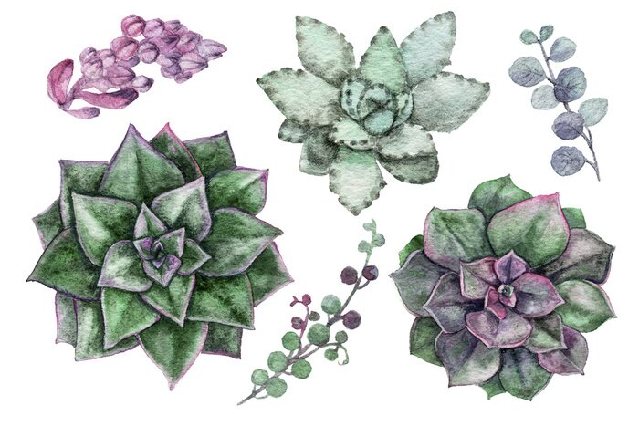 Tableau  Succulentes perles d'aquarelle délicates dans un style scandinave léger.