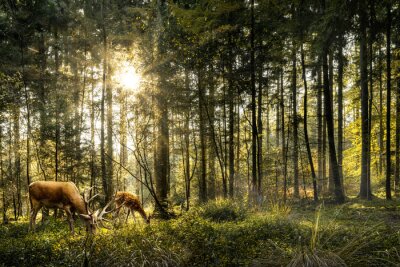 Tableau  Sun is shining in forest and roe deer are grazing in beautiful forest