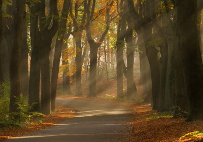 Tableau  Sunrays et belles couleurs d'automne dans la forêt.