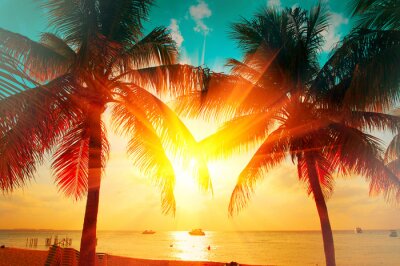 Tableau  Sunset beach with tropical palm tree over beautiful sky. Palms and beautiful sky background. Tourism, vacation concept backdrop. Palms silhouettes over orange sun