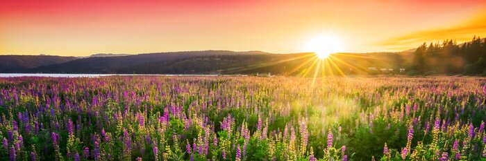 Tableau  Sunset over field with wild flowers