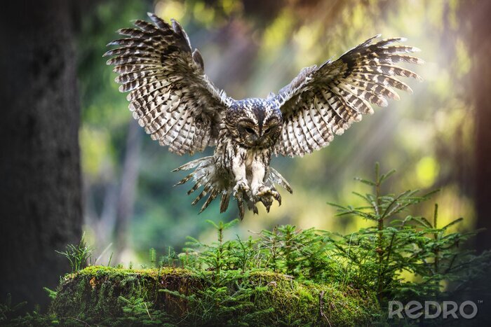 Tableau  Tawny owl in flight (strix aluco), Action flying scene from the deep dark forest with common owls.