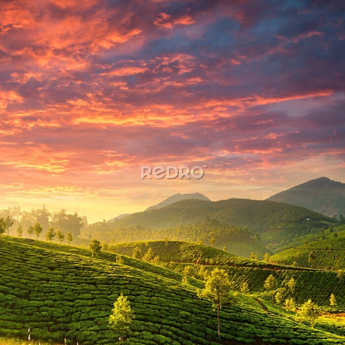 Tableau  Tea plantations in state Kerala, India