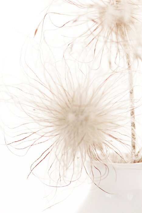 Tableau  Tendres pissenlits