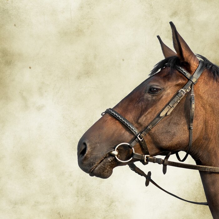 Tableau  Tête d'animal