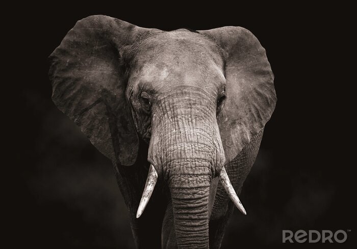 Tableau  Tête d'éléphant