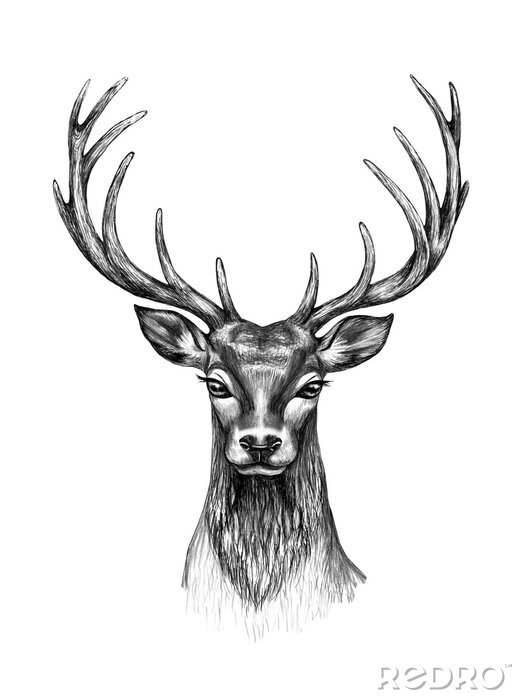 Tableau  Tête de cerf noir et blanc avec de grands bois