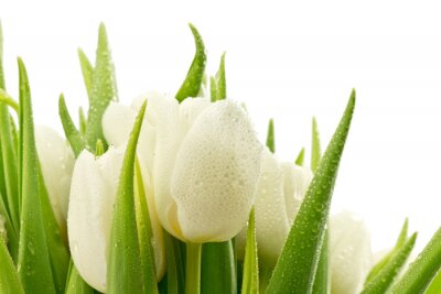 Têtes de fleur de tulipe