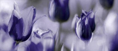 Têtes de tulipes violettes