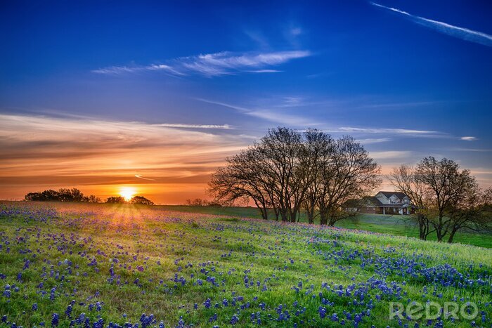 Tableau  Texas bluebonnet champ de printemps de fleurs sauvages au lever du soleil