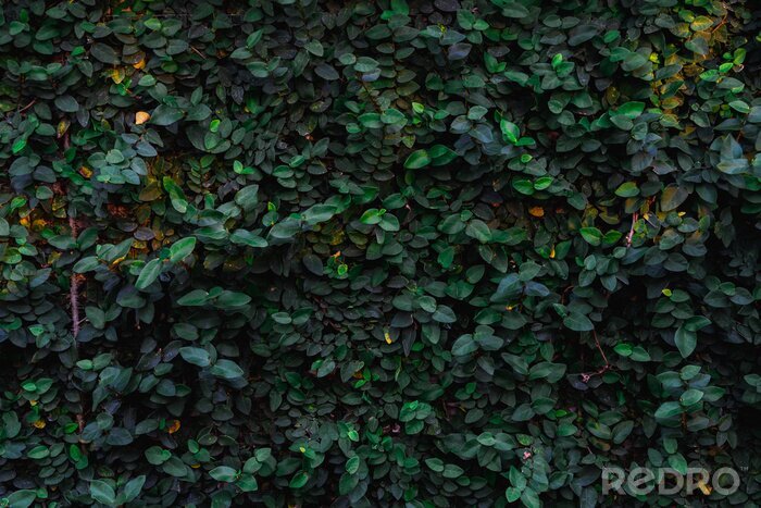 Tableau  Texture and background of green leaves natural wall.