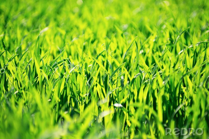 Tableau  Texture d'herbe verte d'un champ