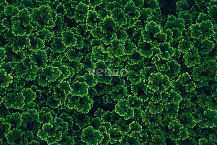 Tableau  Texture des feuilles vertes