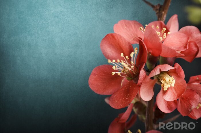 Tableau  Texture unie avec une fleur