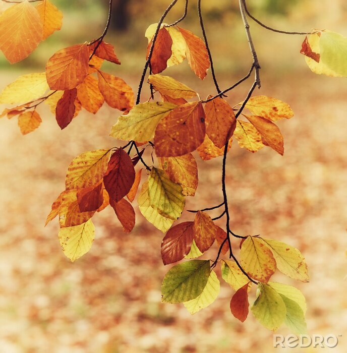 Tableau  Thème d'automne avec la nature