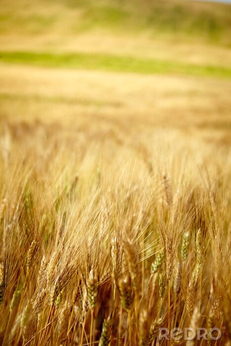 Tableau  Thème de la nature estivale avec des oreilles dorées