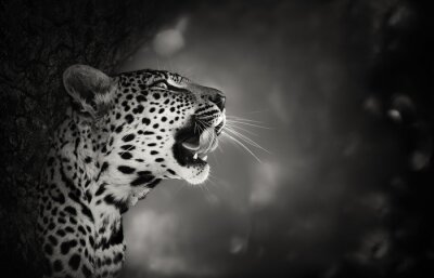 Tableau  Thème léopard noir et blanc