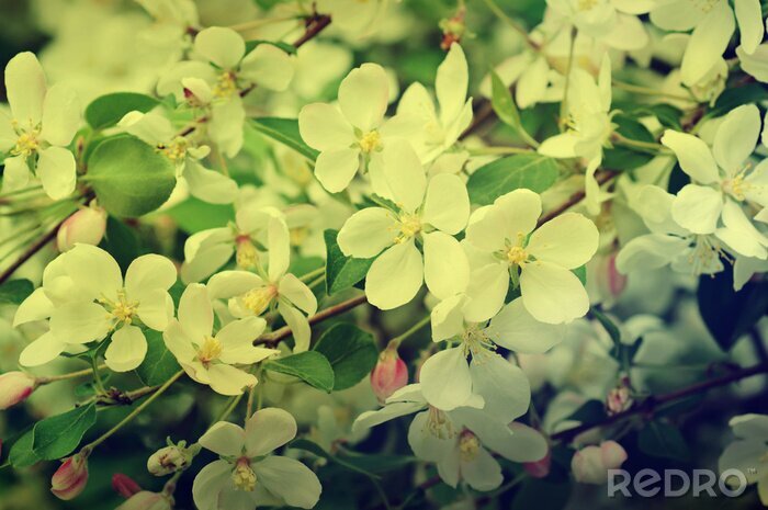 Tableau  Thème nature fleur de pommier